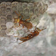 Image of Polistes cavapyta de Saussure 1853