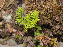 Image of Cryptogramma brunoniana Wall.