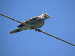 Image of Coracias garrulus garrulus Linnaeus 1758