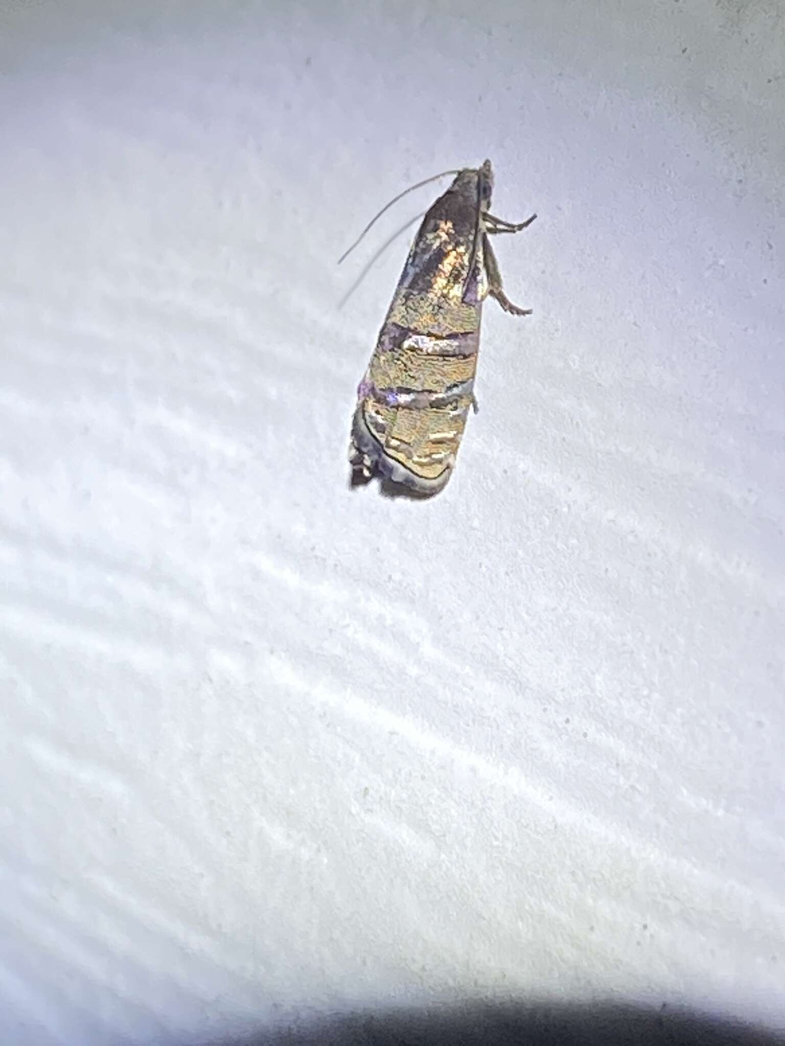 Image of Eastern Pine Seedworm Moth