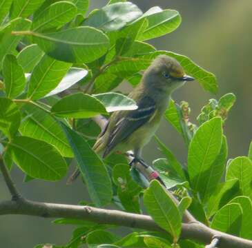 Слика од Vireo griseus bermudianus Bangs & Bradlee 1901