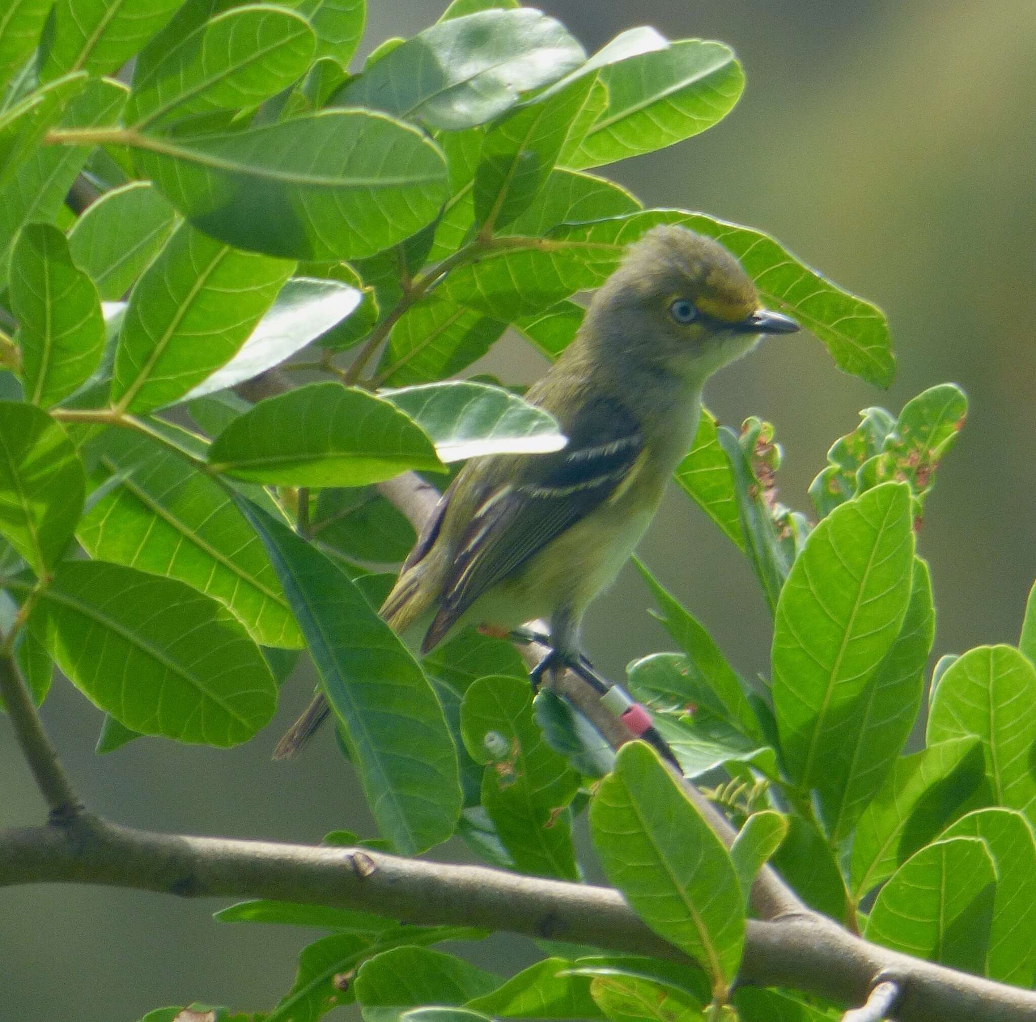 Image of Vireo griseus bermudianus Bangs & Bradlee 1901