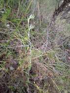 Image of Jug orchid