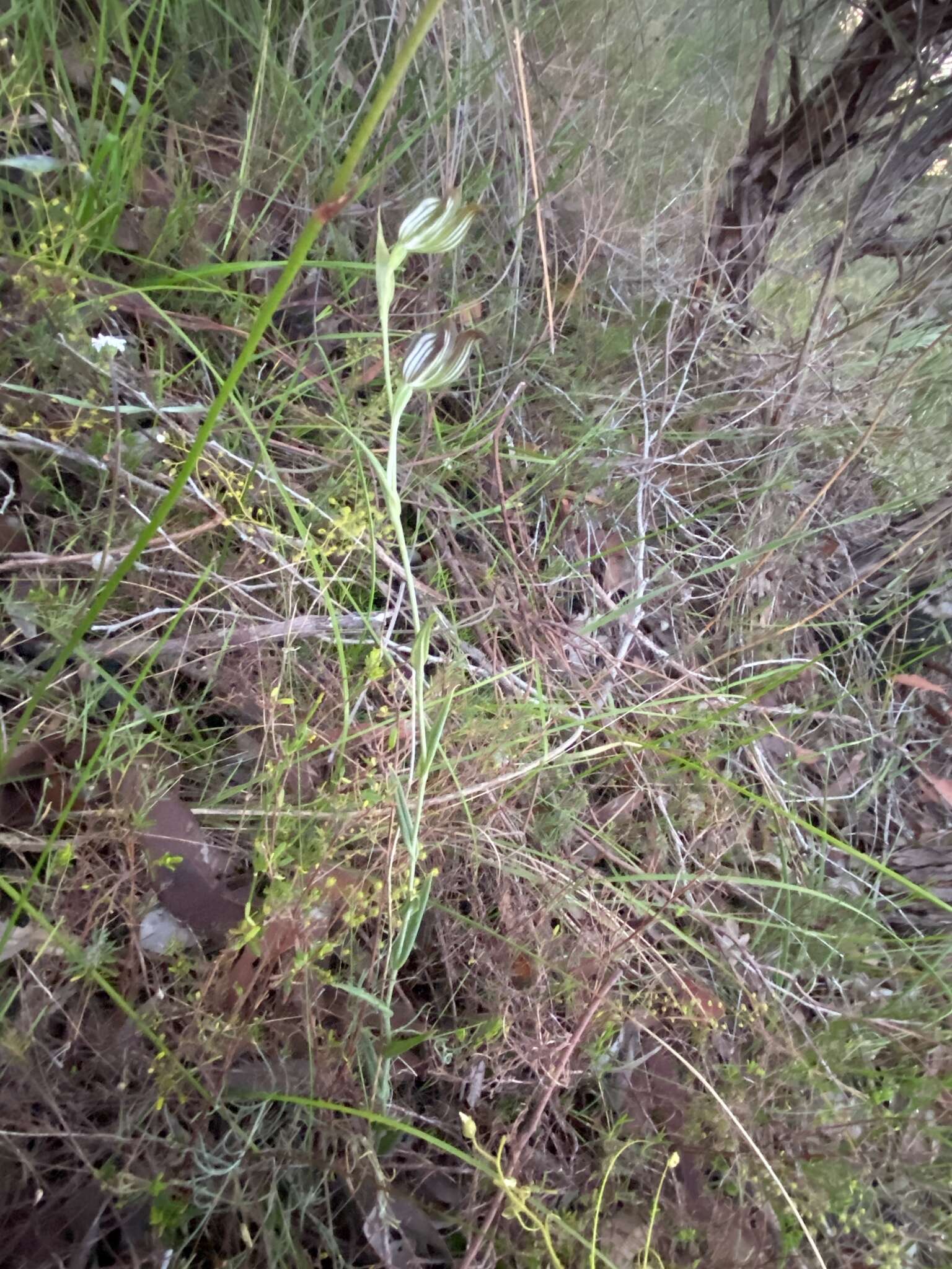 Image of Jug orchid