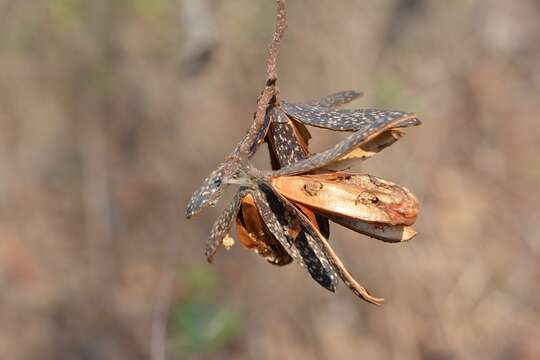 Image de Cedrela oaxacensis C. DC. & Rose ex Rose