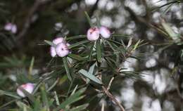 Слика од Cyathodes glauca Labill.