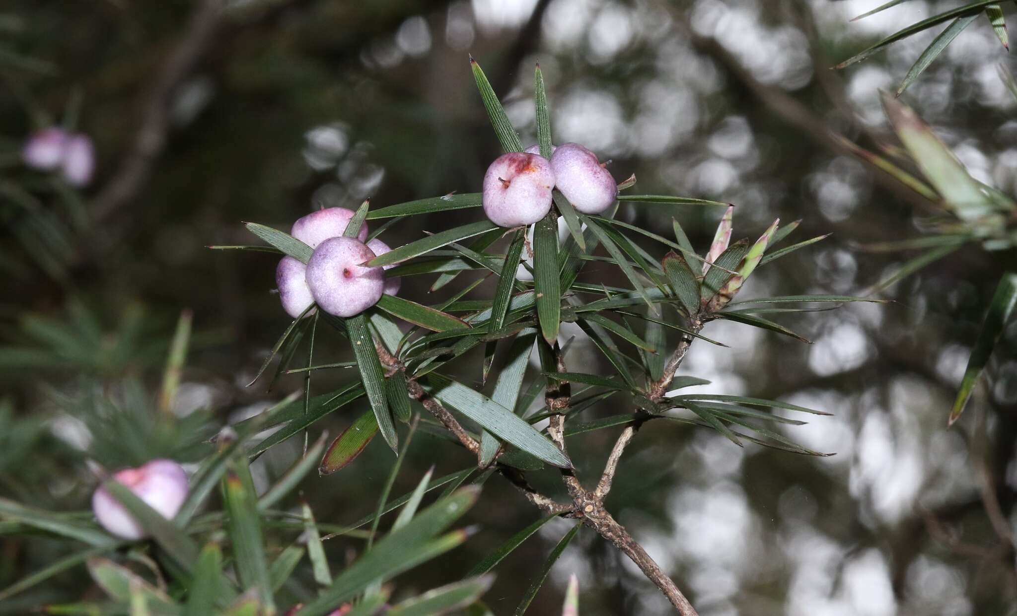 Слика од Cyathodes glauca Labill.