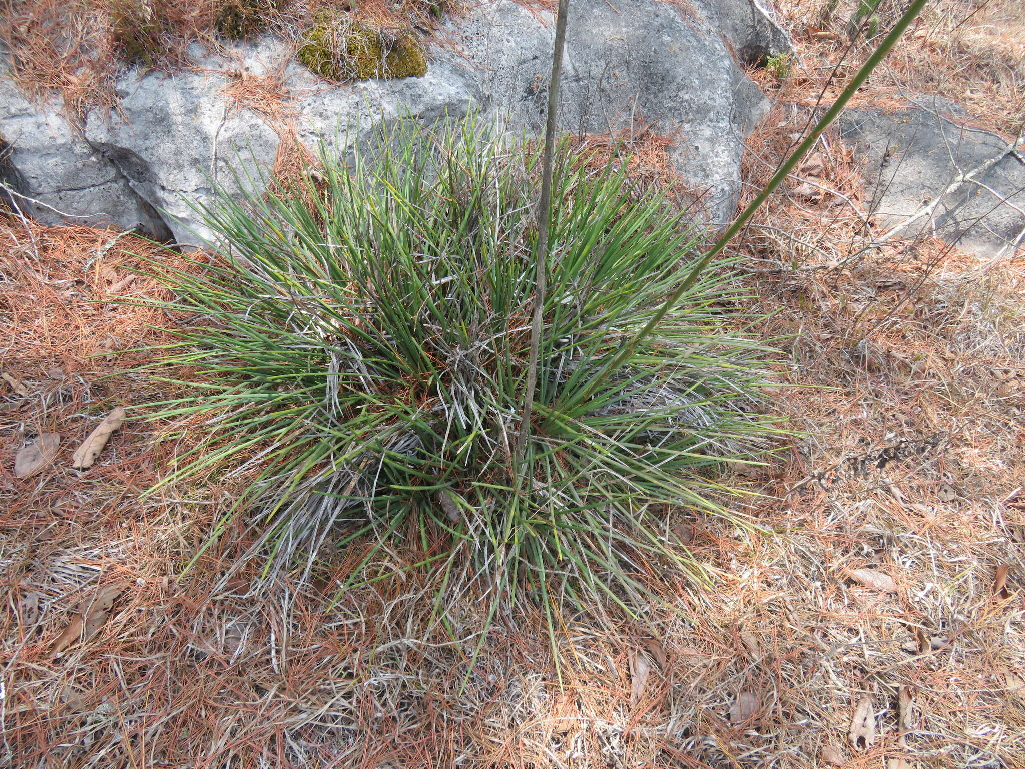 Image of Agave tenuifolia Zamudio & E. Sánchez