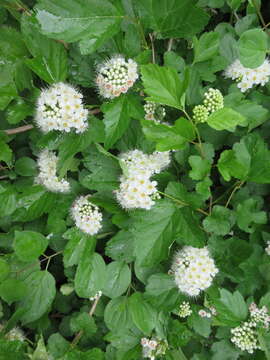 Physocarpus opulifolius (L.) Maxim. resmi