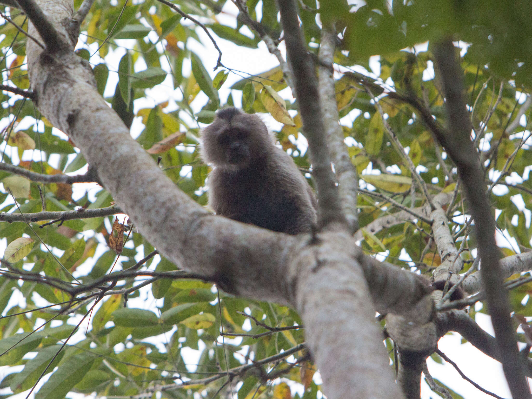 Image of Brown weeper capuchin