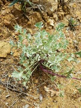 Image of widehead groundsel