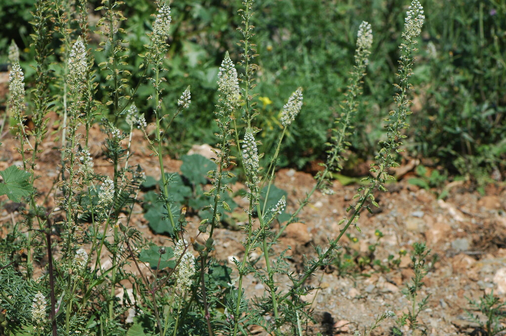 Image of white mignonette