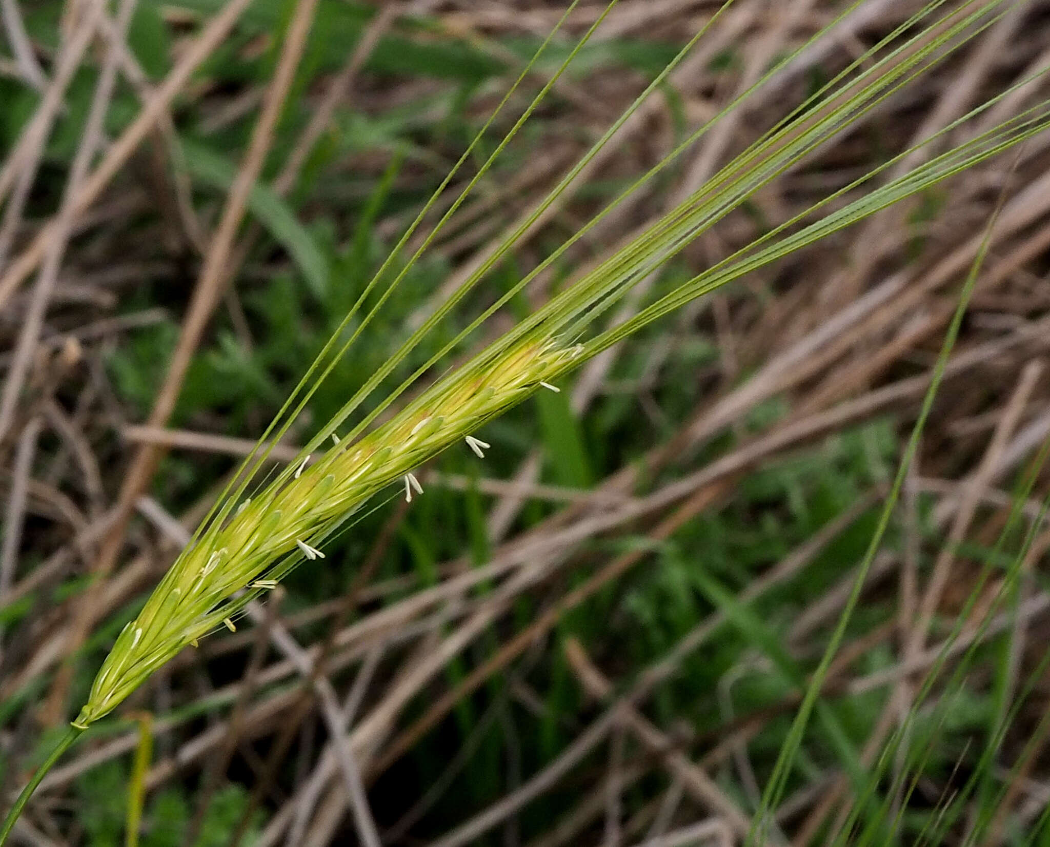 Image of spontaneous barley