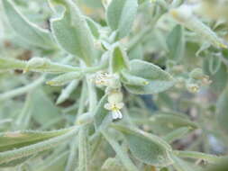 Слика од Morettia parviflora Boiss.