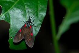 Image of Cyanopepla fastuosa Walker 1854