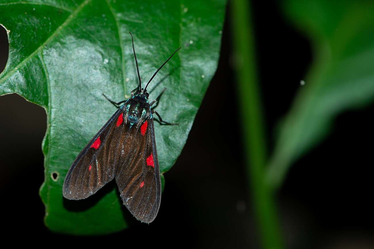 Image of Cyanopepla fastuosa Walker 1854