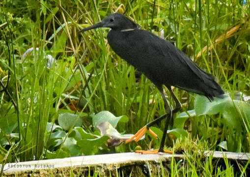 Image of Black Egret