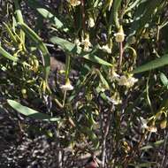 Image de Eremophila deserti (Cunn. ex Benth.) R. J. Chinnock