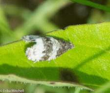 Olethreutes bipartitana Clemens 1860 resmi