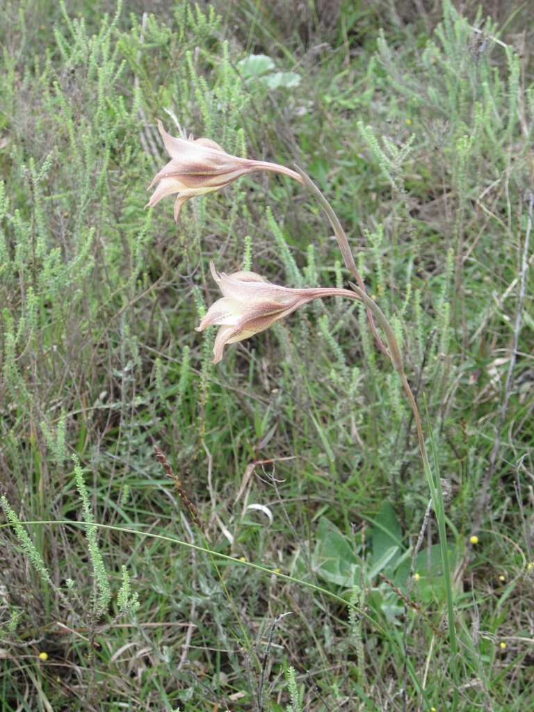 Imagem de Gladiolus longicollis subsp. longicollis