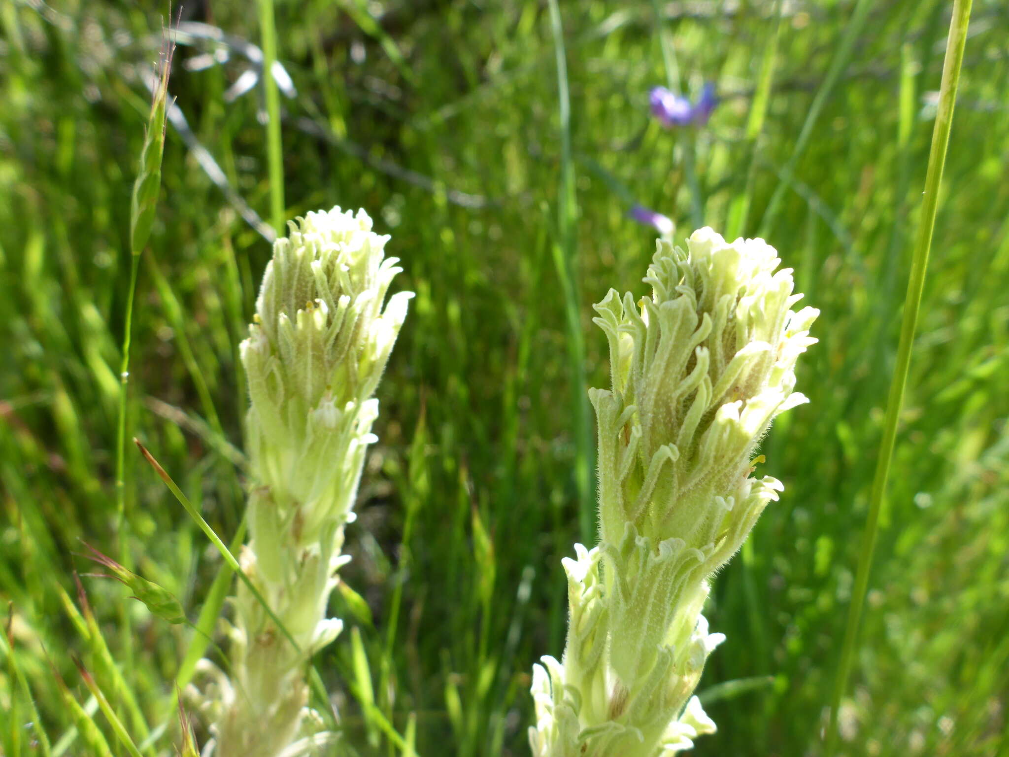 Image of <i>Castilleja <i>pilosa</i></i> var. pilosa