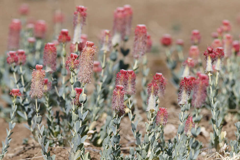 Image of Pimelea decora Domin