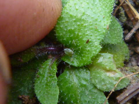 Image of Turnip aphid