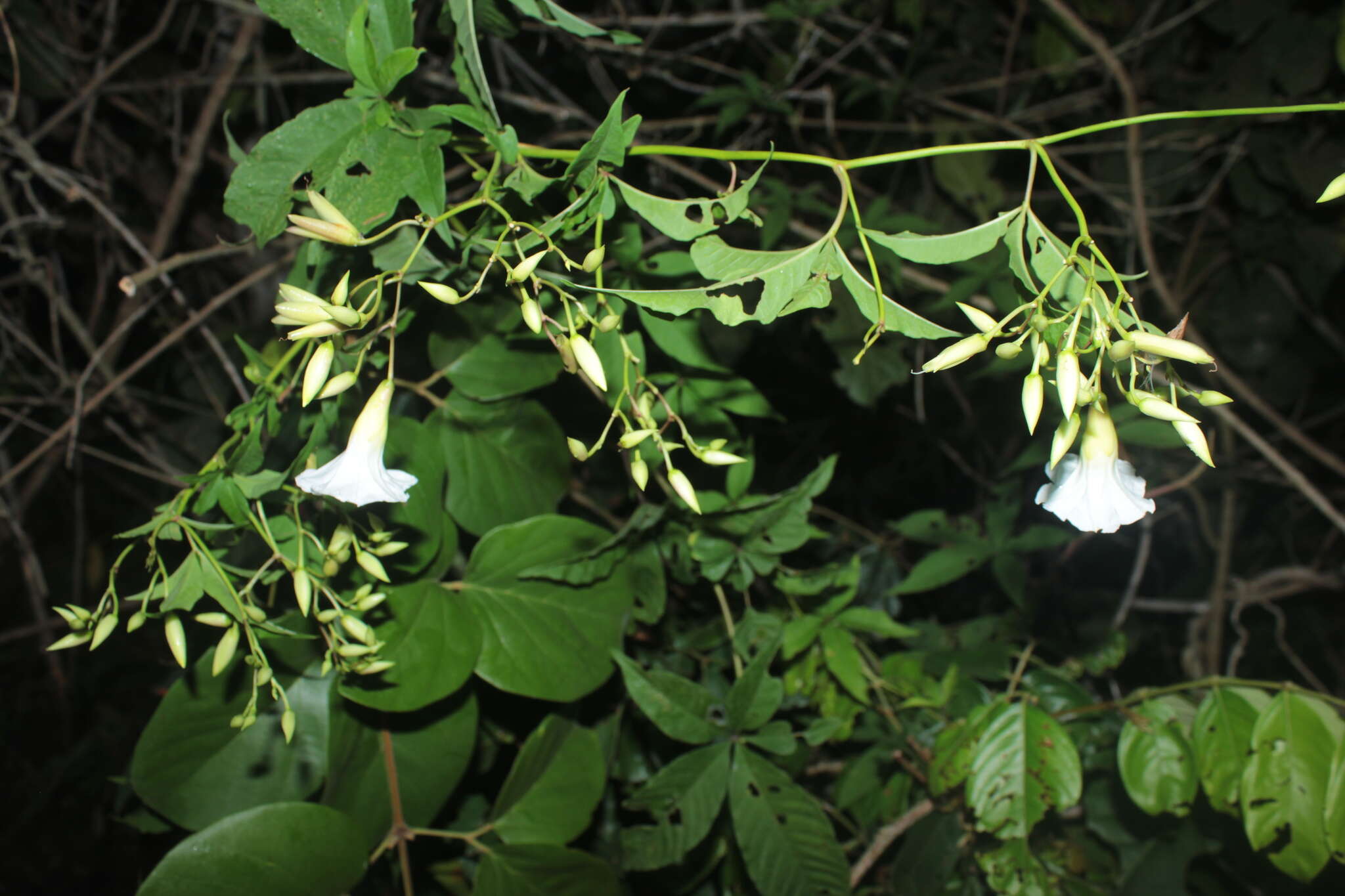 Image of Distimake macrocalyx (Ruiz & Pav.) A. R. Simões & Staples