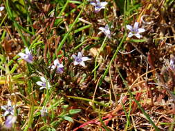 Image of Wimmerella secunda (L. fil.) Serra, M. B. Crespo & Lammers