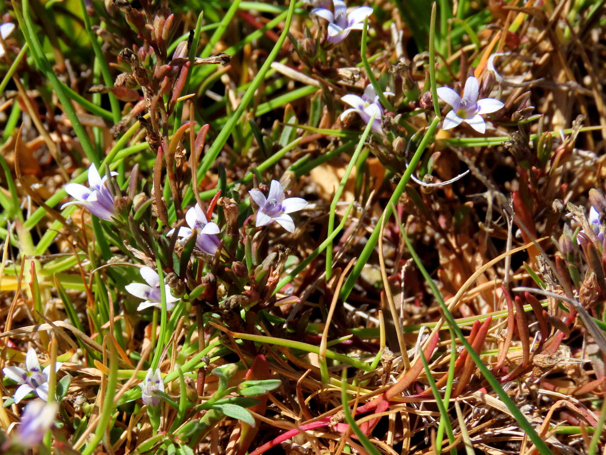 Image of Wimmerella secunda (L. fil.) Serra, M. B. Crespo & Lammers