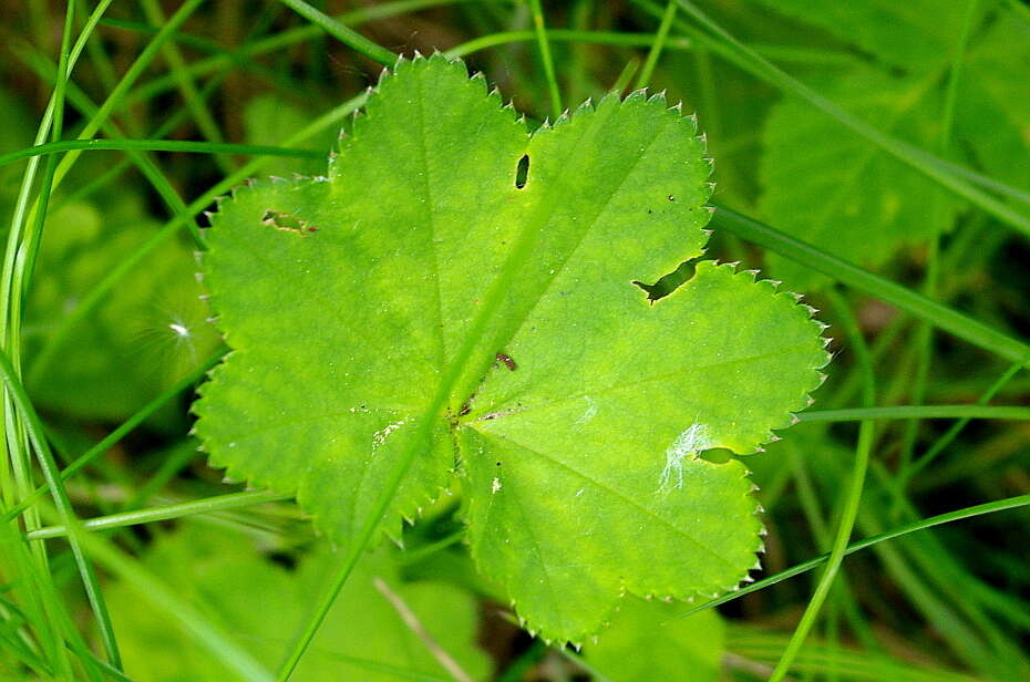 Image of Alchemilla lindbergiana Juz.