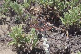 Image de Euphydryas editha (Boisduval 1852)