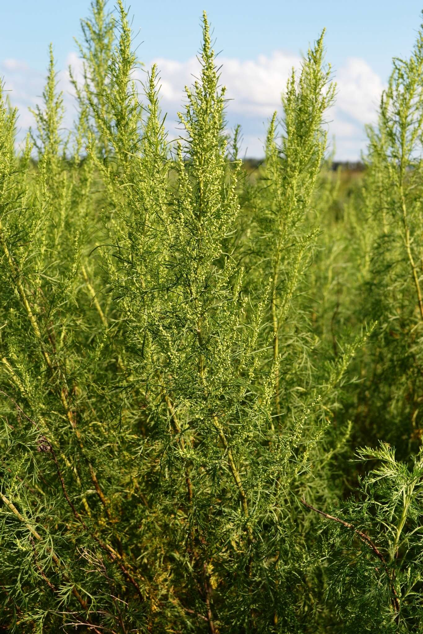 Imagem de Artemisia abrotanum L.