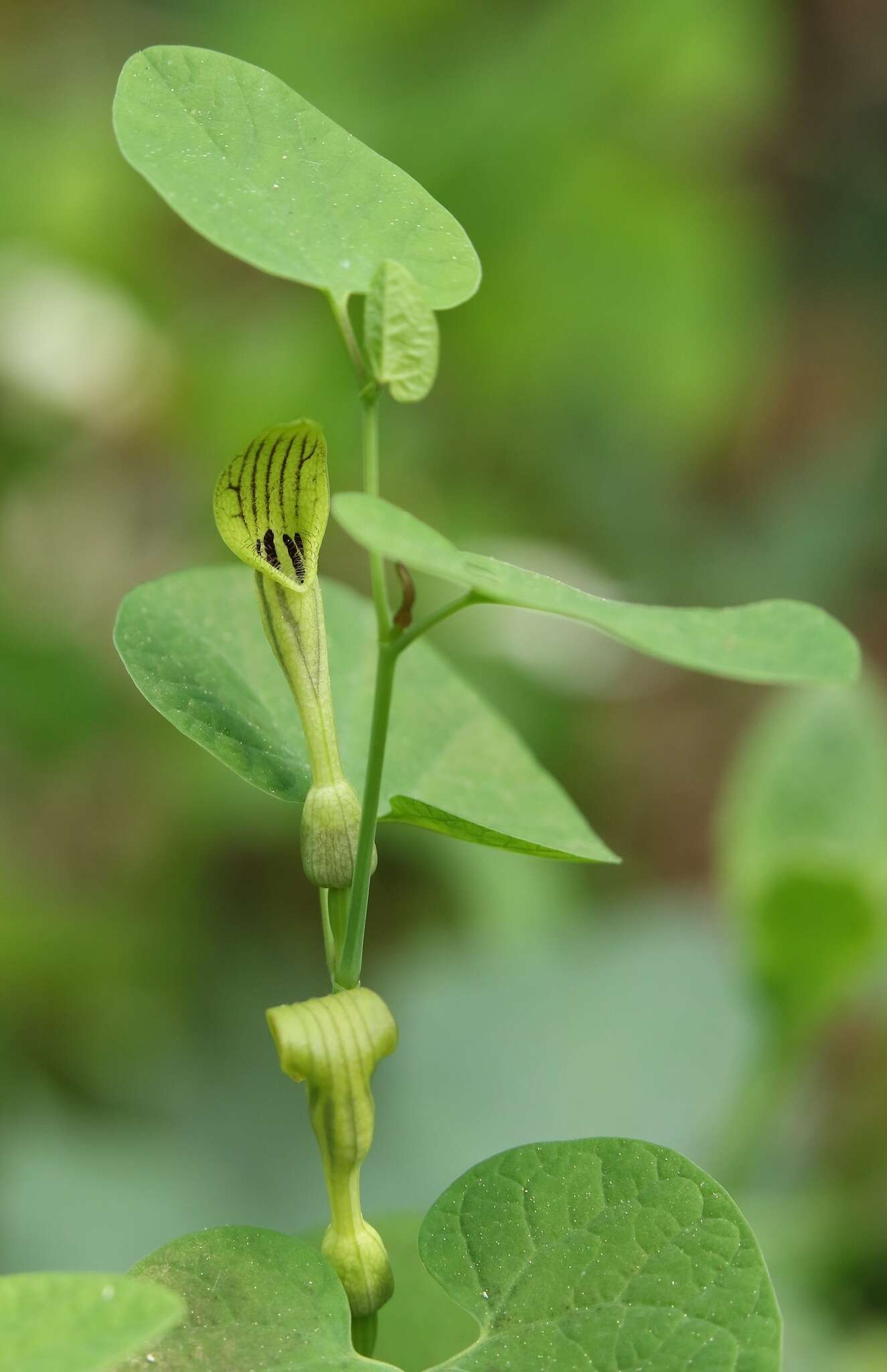 Image de Aristolochia pallida Willd.