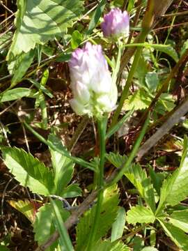 Image of blood milkwort