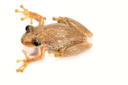 Image of Allen's Snouted Treefrog