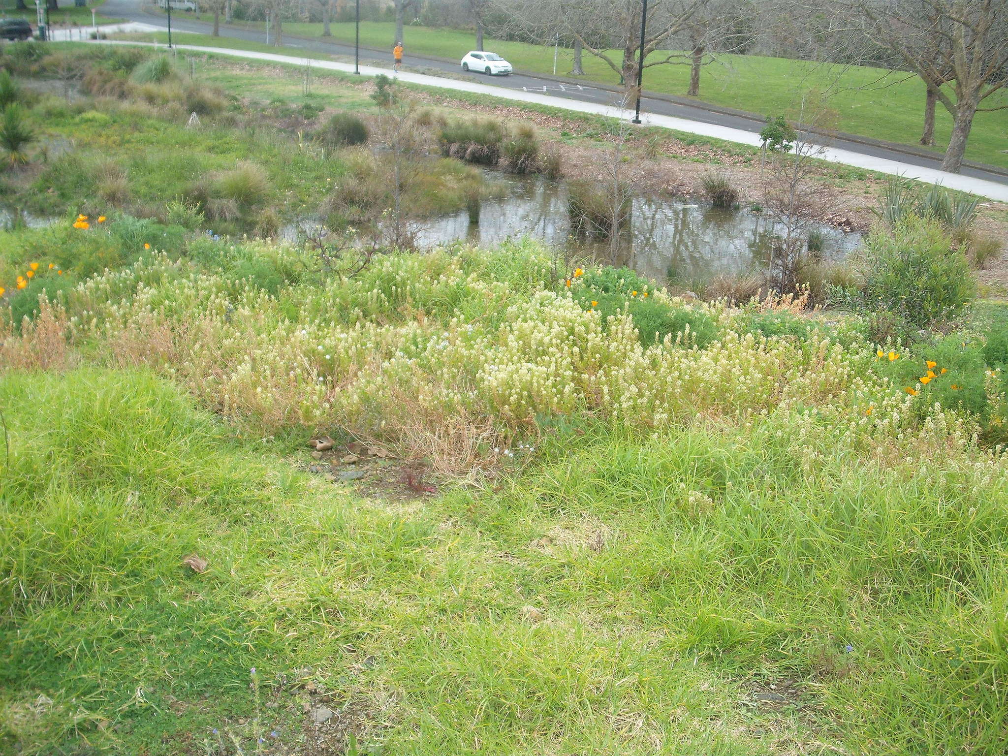 Image of garden mignonette