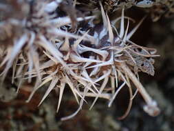 Image of Pelargonium hystrix Harv.