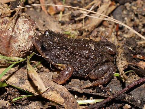 Image of Southern Toadlet