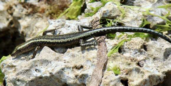 Image of East-African Snake-eyed Skink