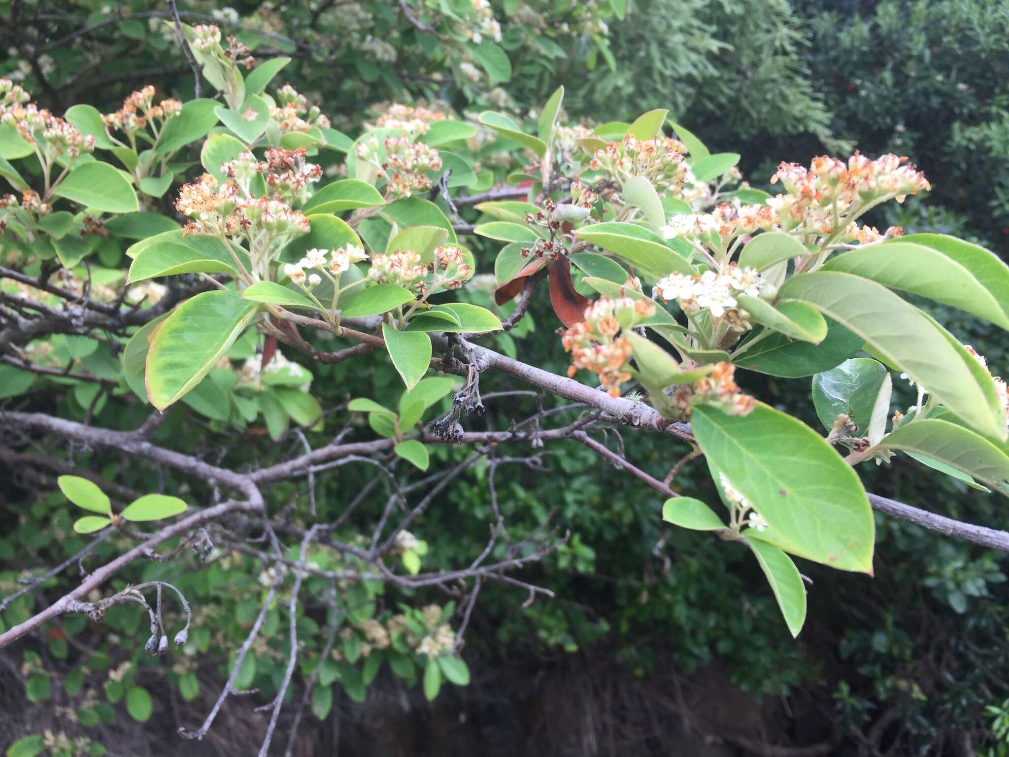 Plancia ëd Cotoneaster glaucophyllus Franch.