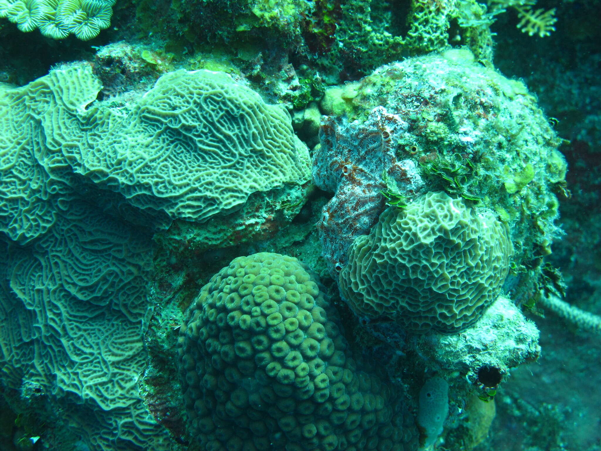 Image of Tube Coral