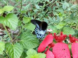 Image of Blue Mormon