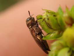 Image of St. John's Wort Root Borer