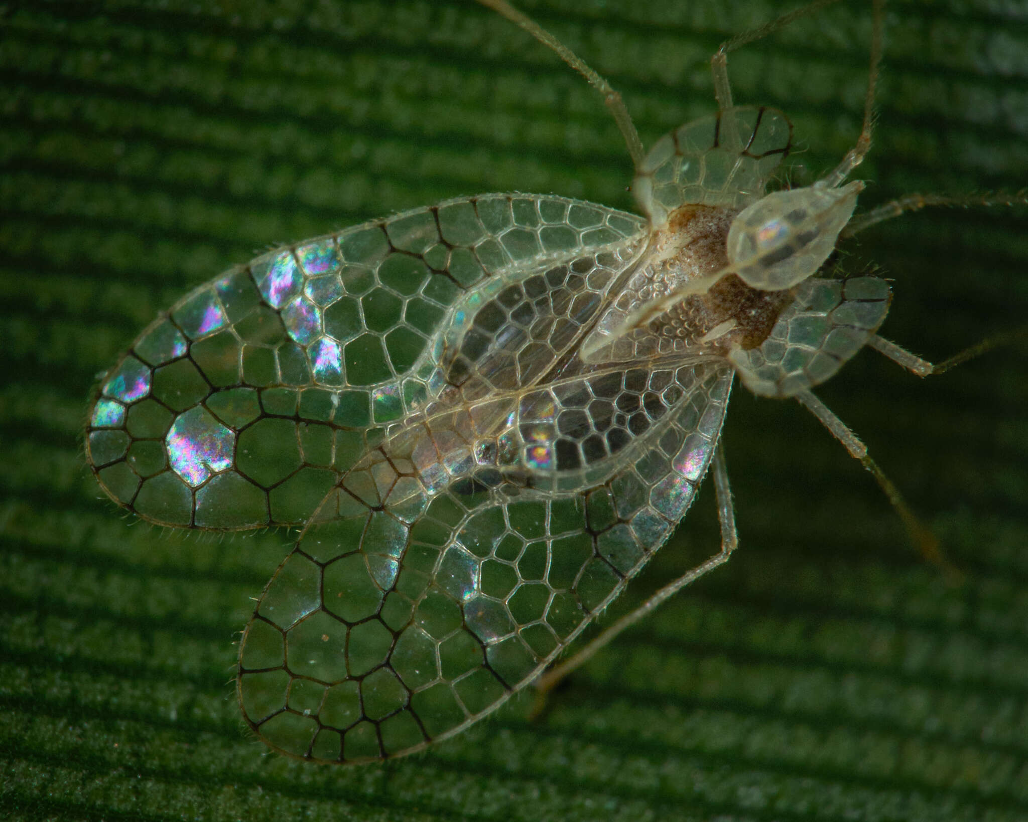 Image of Stephanitis (Stephanitis) typica (Distant 1903)