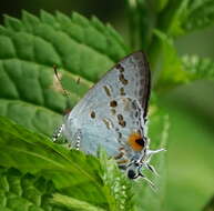 Image of Hypolycaena sipylus Felder 1860