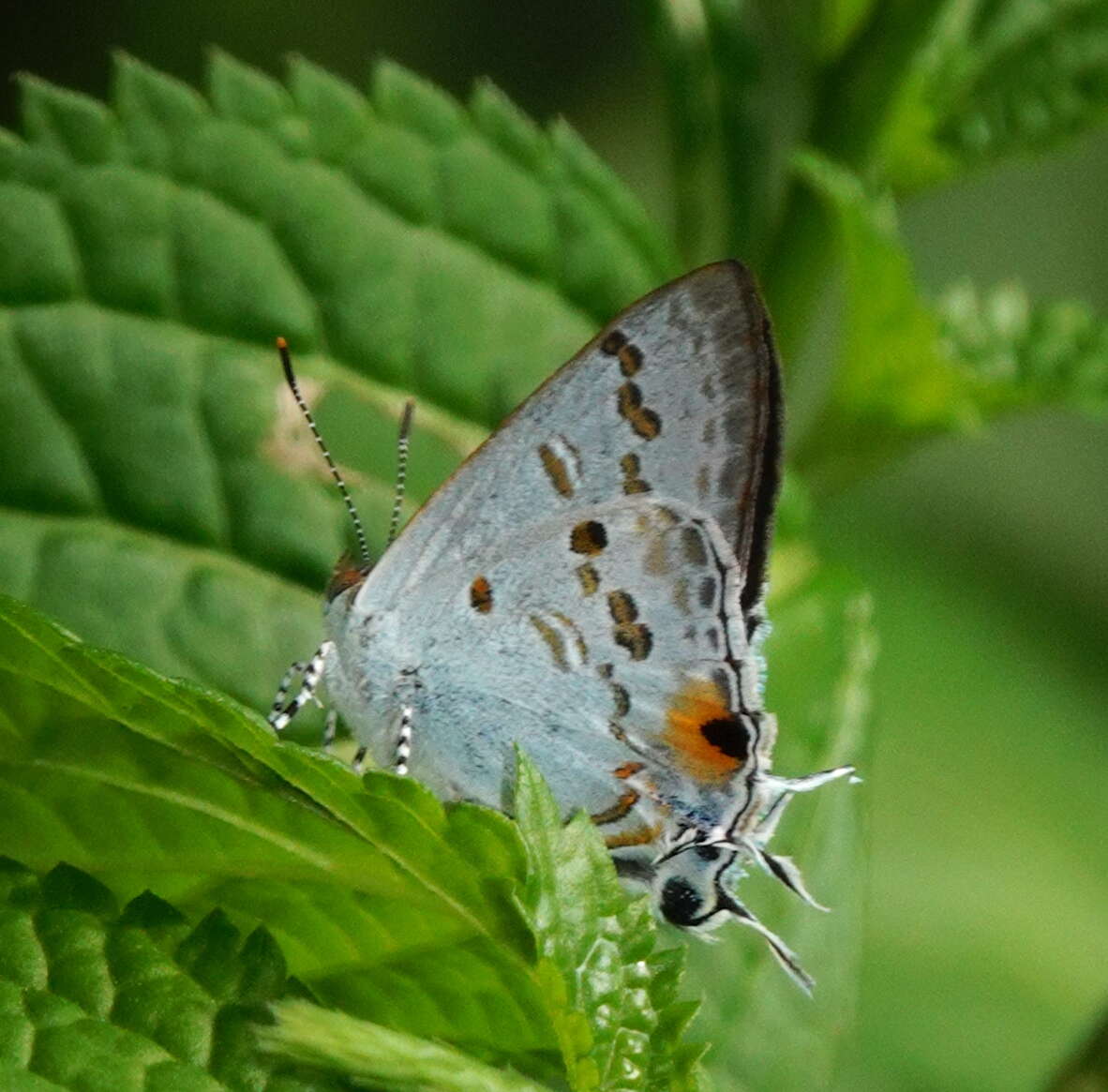 Слика од Hypolycaena sipylus Felder 1860