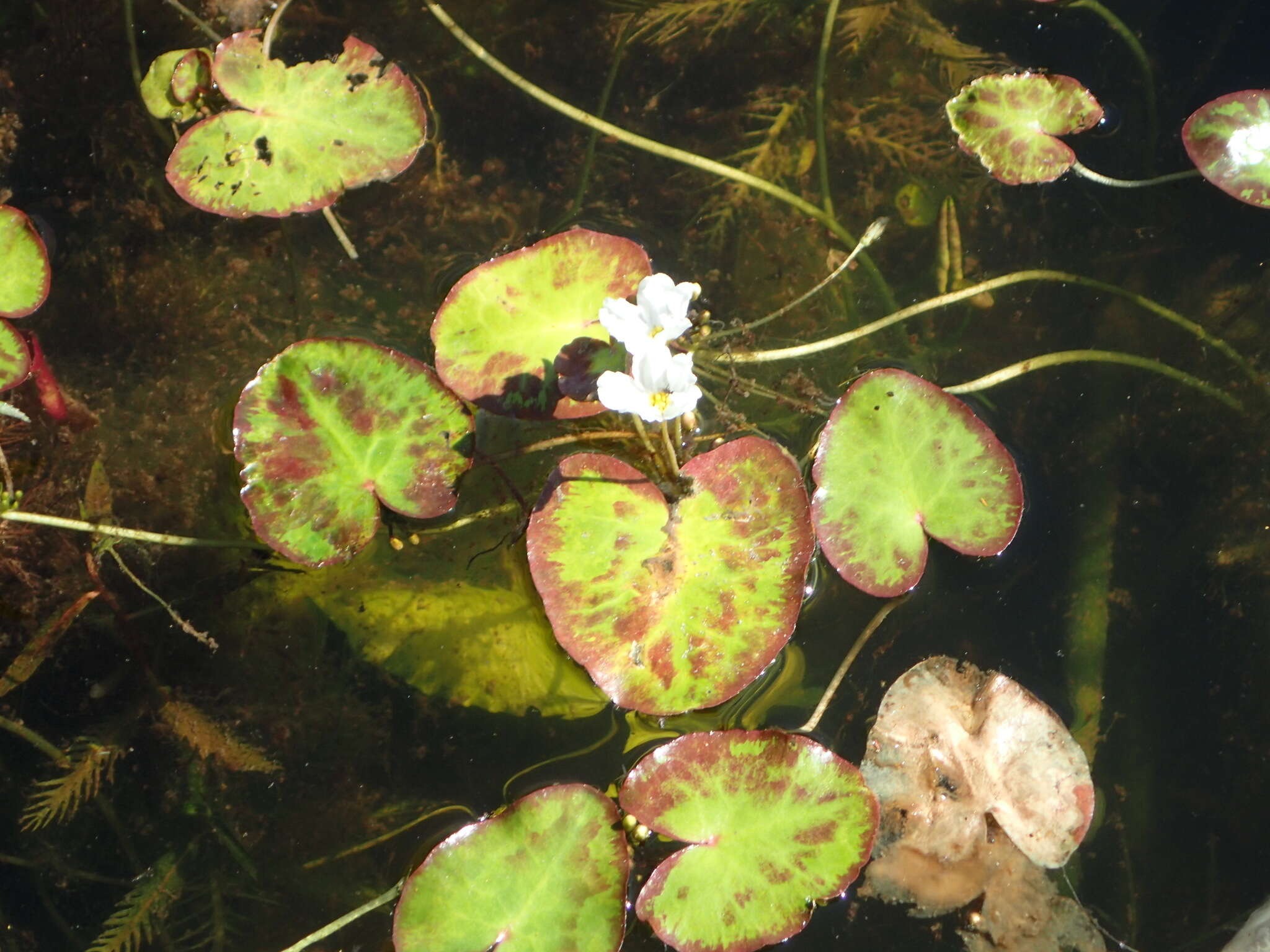 Image of white water snowflake