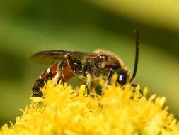 Plancia ëd Lasioglossum calceatum (Scopoli 1763)