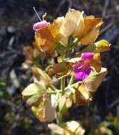 Image of Arizona foldwing